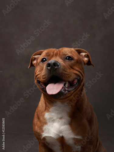 portrait of a beautiful dog on a brown canvas. staffordshire bull terrier. Pet in the studio  artistic photo on the background