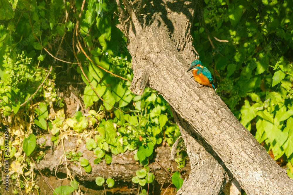 Fototapeta premium Kingfisher on a branch at a river