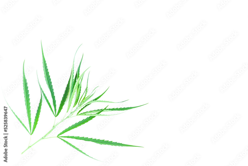 Fresh green cannabis leaves on tree on white background, A peak leaves marijuana, Medical marijuana. Fresh green cannabis leaves on tree on white background, A peak leaves marijuana, Medical marijuana.