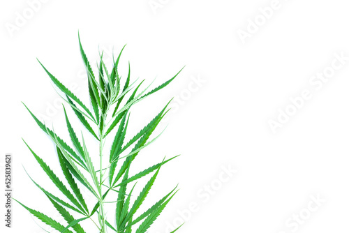 Fresh green cannabis leaves on tree on white background  A peak leaves marijuana  Medical marijuana.
