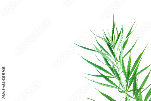 Fresh green cannabis leaves on tree on white background, A peak leaves marijuana, Medical marijuana.