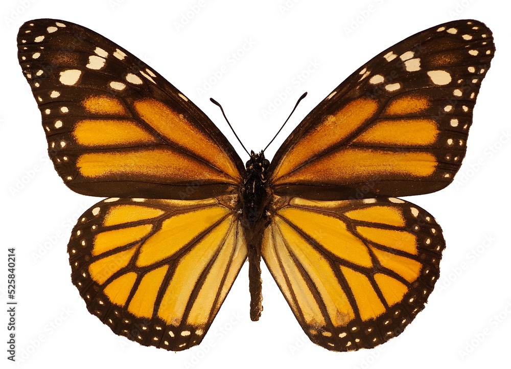 Orange monarch butterfly (Danaus plexippus) isolated on white background. It is a milkweed butterfly (subfamily Danainae) in the family Nymphalidae Orange monarch butterfly (Danaus plexippus) isolated on white background. It is a milkweed butterfly (subfamily Danainae) in the family Nymphalidae