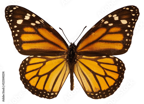 Orange monarch butterfly (Danaus plexippus) isolated on white background Fototapet
