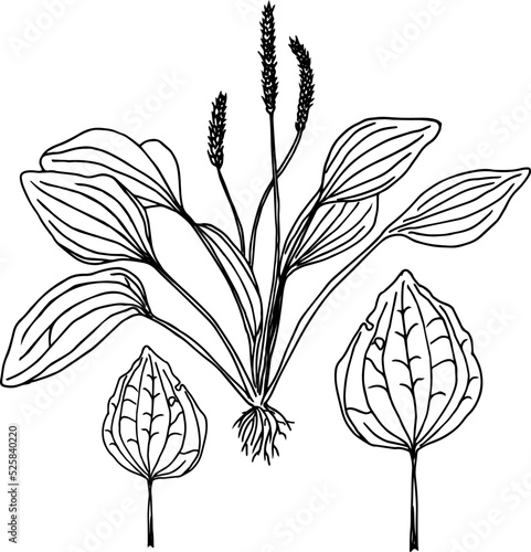Great plantain. Plantago major - medicinal plant. Hand drawn botanical vector illustration
