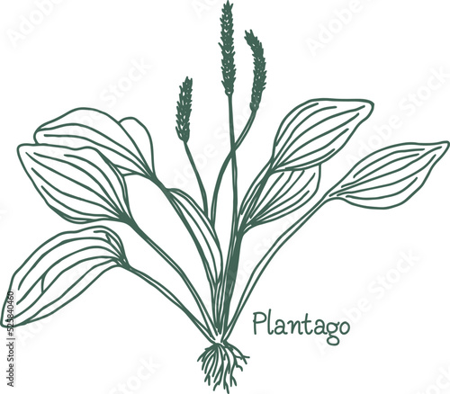 Great plantain. Plantago major - medicinal plant. Hand drawn botanical vector illustration