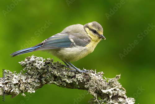 Tableau sur toile Eurasian blue tit (Cyanistes caeruleus) juvenile sitting on a branch in summer