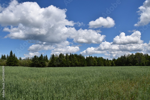 A field of oats under a cloudy sky  Sainte-Apolline  Qu  bec  Canada