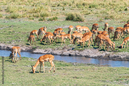 Impalas grazing in the vast Chobe National Park. Zimbabwe