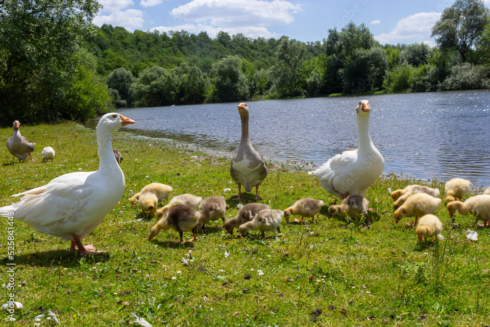 Egyptian goose family in the wild. The female, male and goslings of the Egyptian goose are resting in the grass. Adult goose with goslings. Spring brood. Cute fluffy goslings Egyptian goose family in the wild. The female, male and goslings of the Egyptian goose are resting in the grass. Adult goose with goslings. Spring brood. Cute fluffy goslings