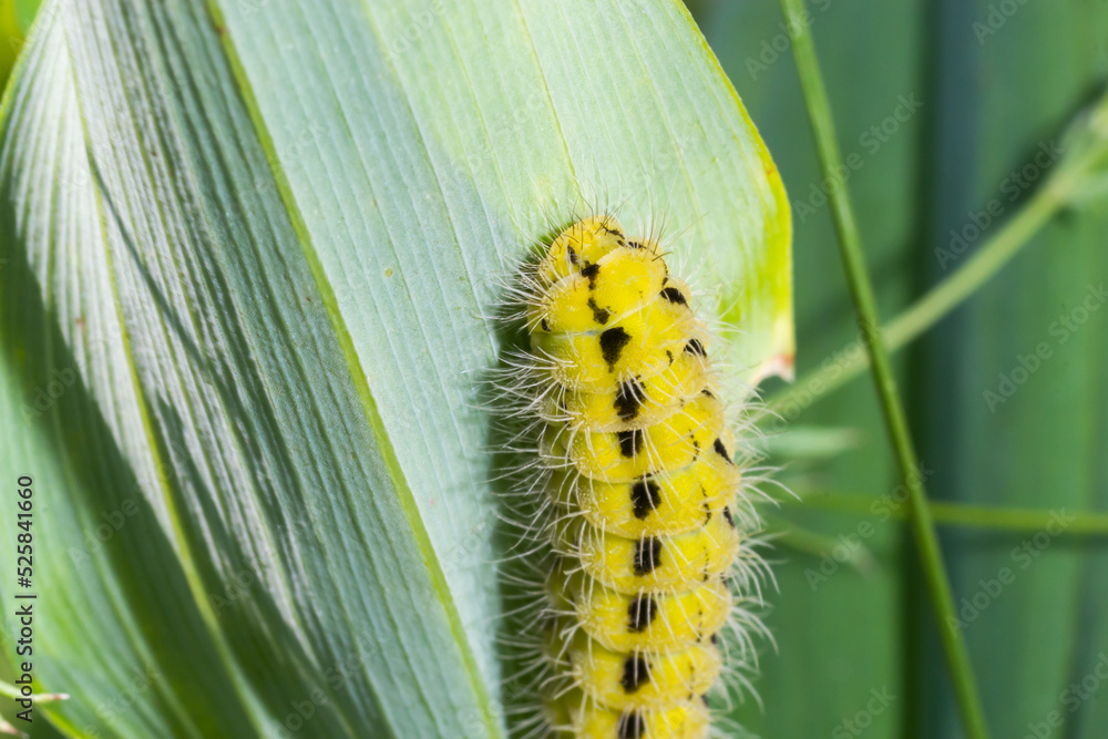 Yellow caterpillar with black dots of the butterfly Zygaena