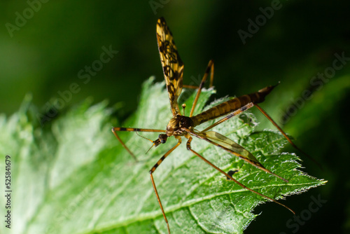 Limoniinae sits on a sheet on a green leaf in the forest. Summer photo