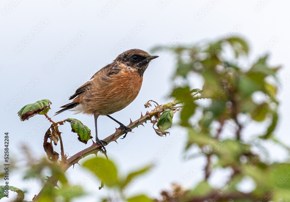 Stonechat Stonechat