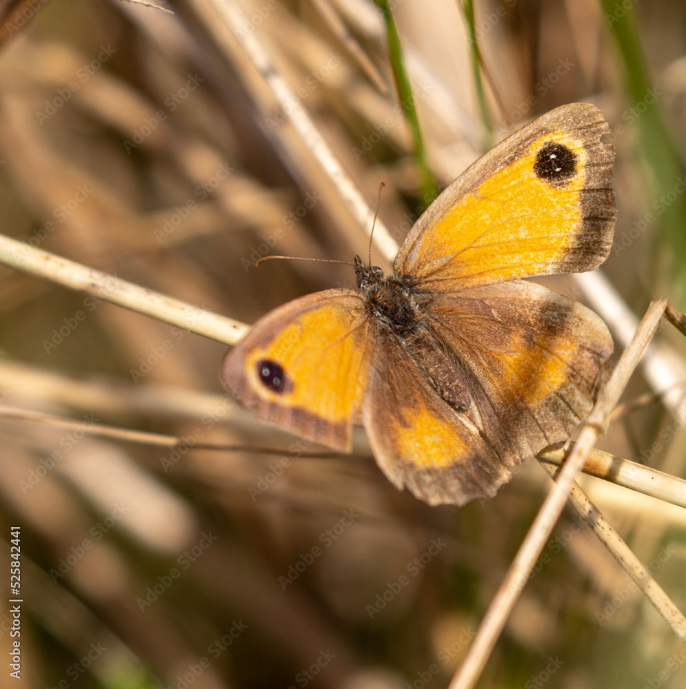 Meadow Brown Butterfly Meadow Brown Butterfly