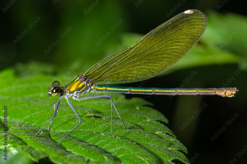 Banded demoiselle, Calopteryx splendens, sitting on a blade of grass. Beautiful blue demoiselle in its habitat. Insect portrait with soft green background. Wildlife scene from nature Banded demoiselle, Calopteryx splendens, sitting on a blade of grass. Beautiful blue demoiselle in its habitat. Insect portrait with soft green background. Wildlife scene from nature