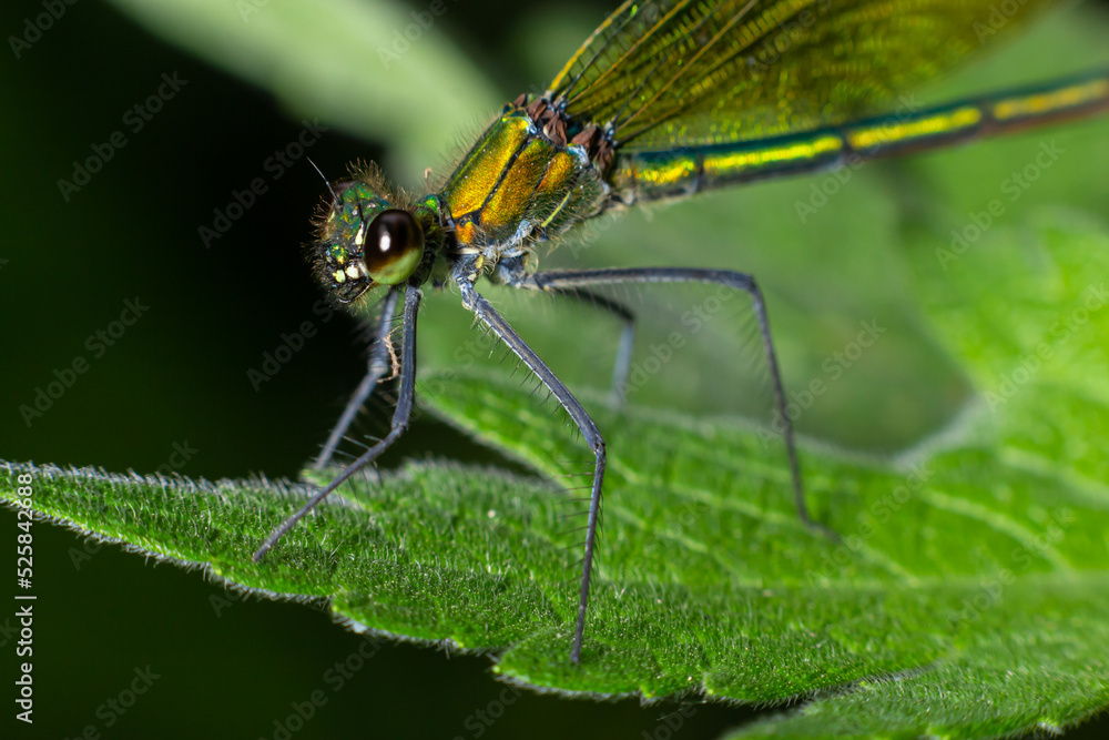 Banded demoiselle, Calopteryx splendens, sitting on a blade of grass. Beautiful blue demoiselle in its habitat. Insect portrait with soft green background. Wildlife scene from nature Banded demoiselle, Calopteryx splendens, sitting on a blade of grass. Beautiful blue demoiselle in its habitat. Insect portrait with soft green background. Wildlife scene from nature