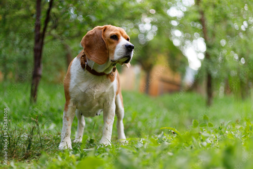 Portrait of an old white-brown beagle on the grass in the park.