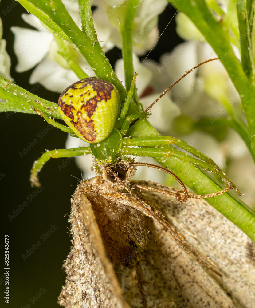 Goldenrod Crab Spider Misumena vatia on a flower. Close up of yellow
