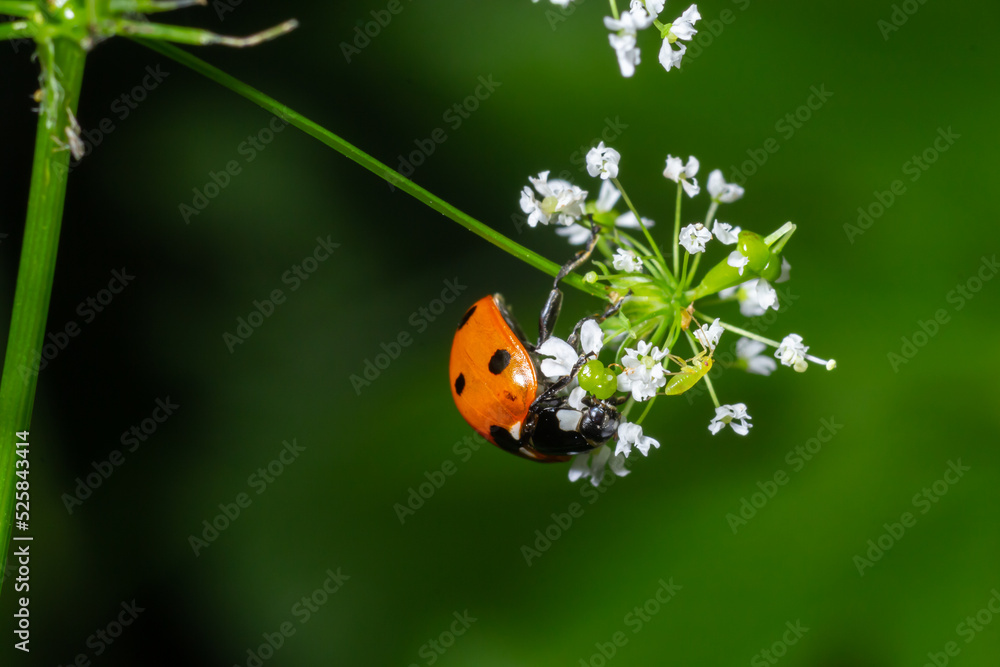 Ladybug, ladybird, Coccinella septempunctata on white flowers