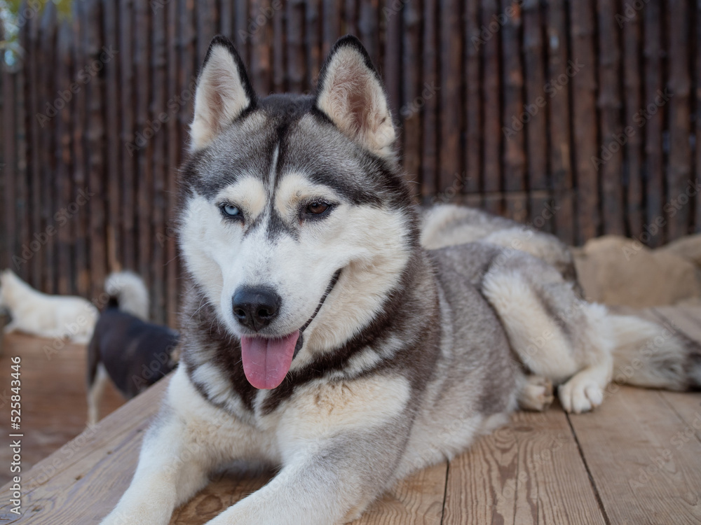 Obraz premium Cute fluffy husky dog in the yard, close-up portrait. Thoroughbred Siberian Husky