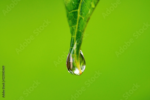 Raindrop or dew on the tip of leaf isolated on a blurred background