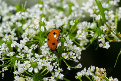 Ladybug, ladybird, Coccinella septempunctata on white flowers