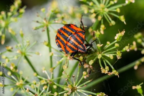 European Minstrel Bug or Italian Striped shield bug, Graphosoma lineatum, climbing a blad of grass