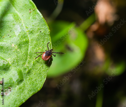 Foto Deer tick on a green leaf background