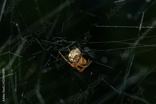 Triangulate Cobweb or Triangulate Comb-Foot spider Steatoda triangulosa photo