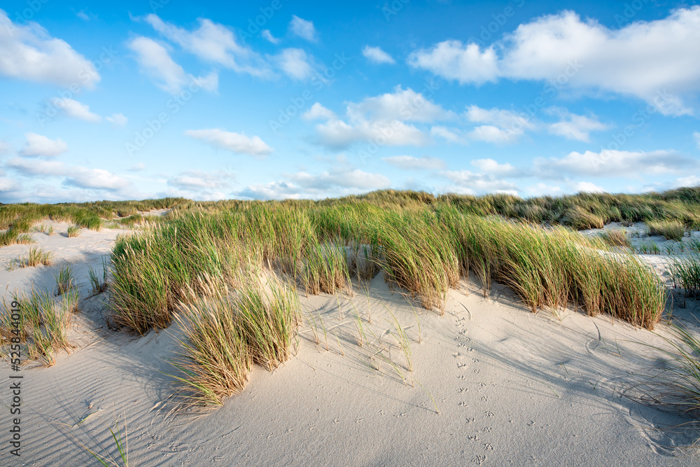 Dune beach in summer at the North Sea coast, Sylt, Schleswig-Holstein, Germany
Dune beach in summer at the North Sea coast, Sylt, Schleswig-Holstein, Germany