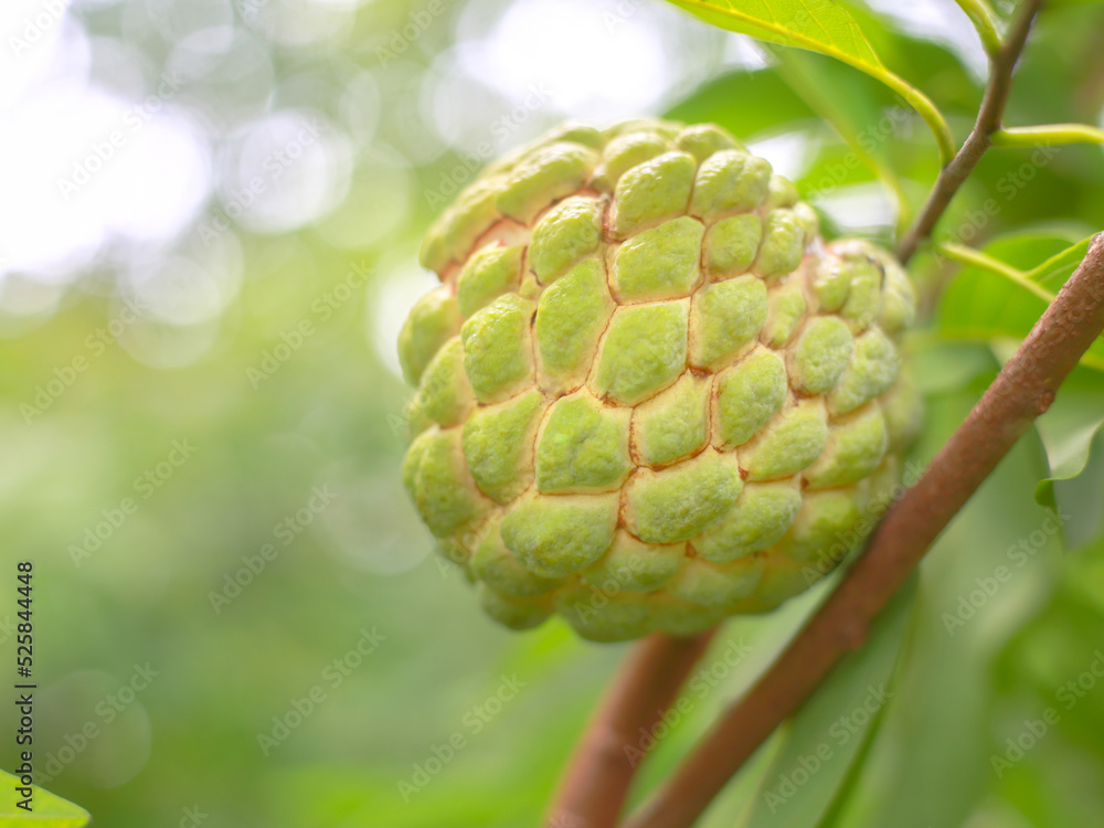 Custard apple and sugar apple Thai fruit close up of a tree Custard apple and sugar apple Thai fruit close up of a tree