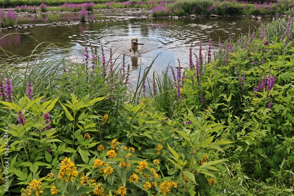 Goldendoodle badet im Edersee bei Herzhausen