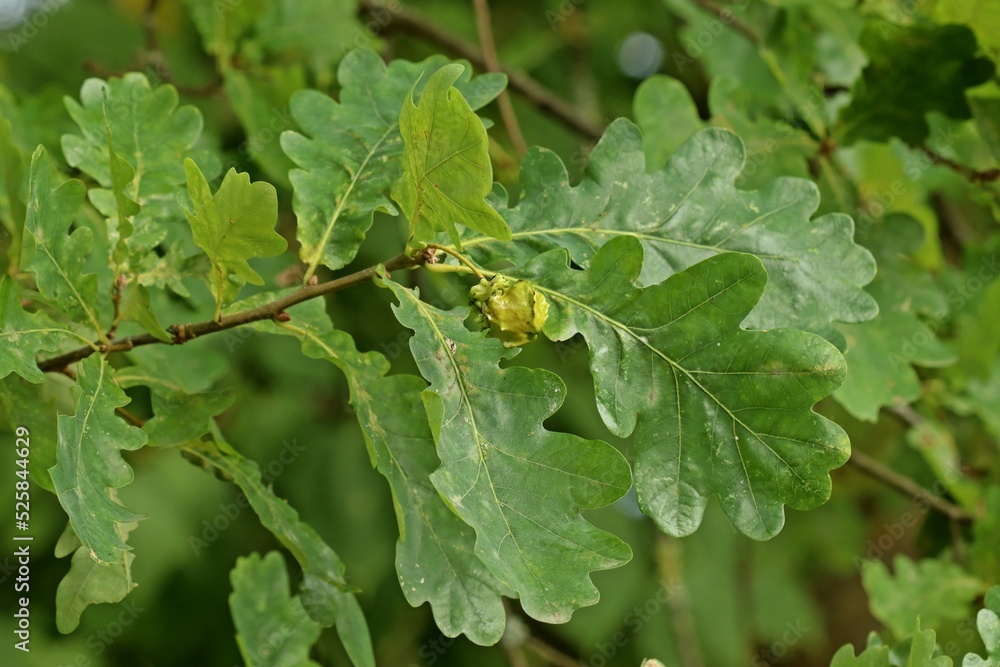 Knopperngalle an Stieleiche (Quercus robur) Knopperngalle an Stieleiche (Quercus robur)