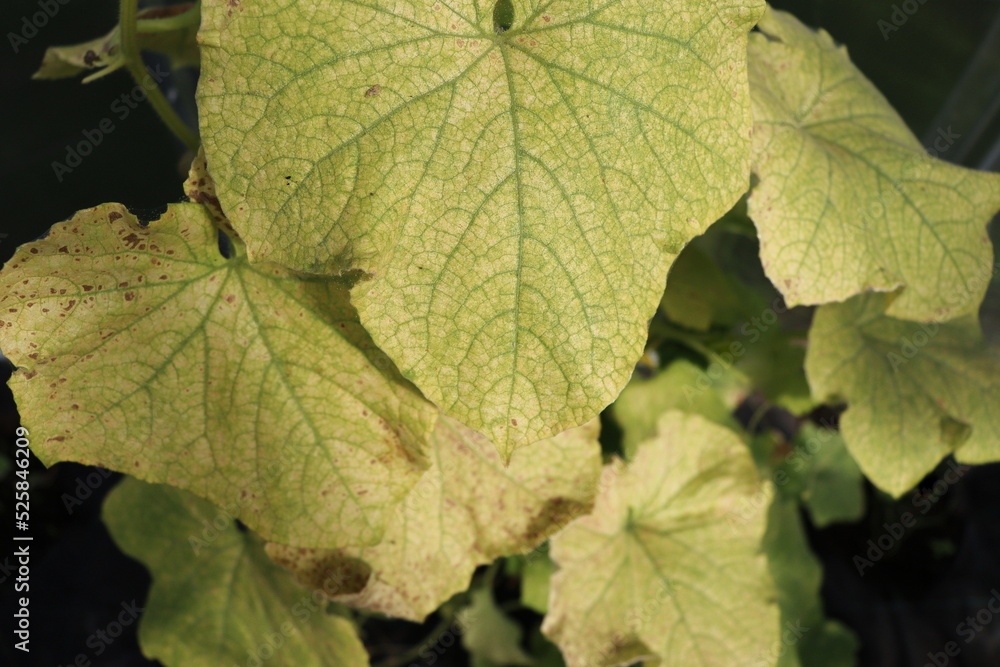 Sunburn on the leaves. green cucumber leaves with burns. the sun burns the leaves. Plants die due to heat Sunburn on the leaves. green cucumber leaves with burns. the sun burns the leaves. Plants die due to heat