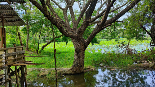 The big tree with a green rice field and natural pond.