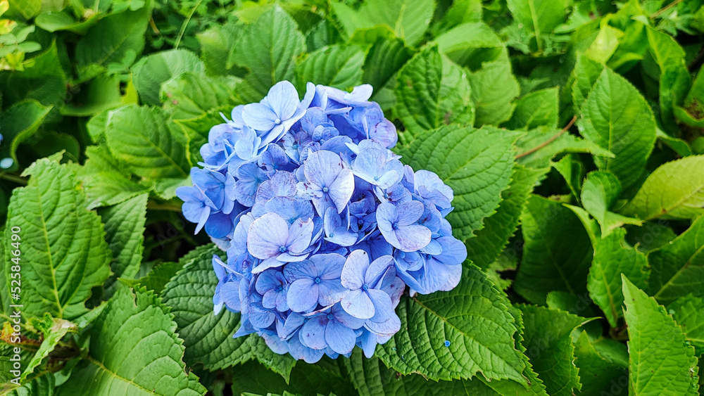 The Blue hydrangea flower and green leaf. The Blue hydrangea flower and green leaf.