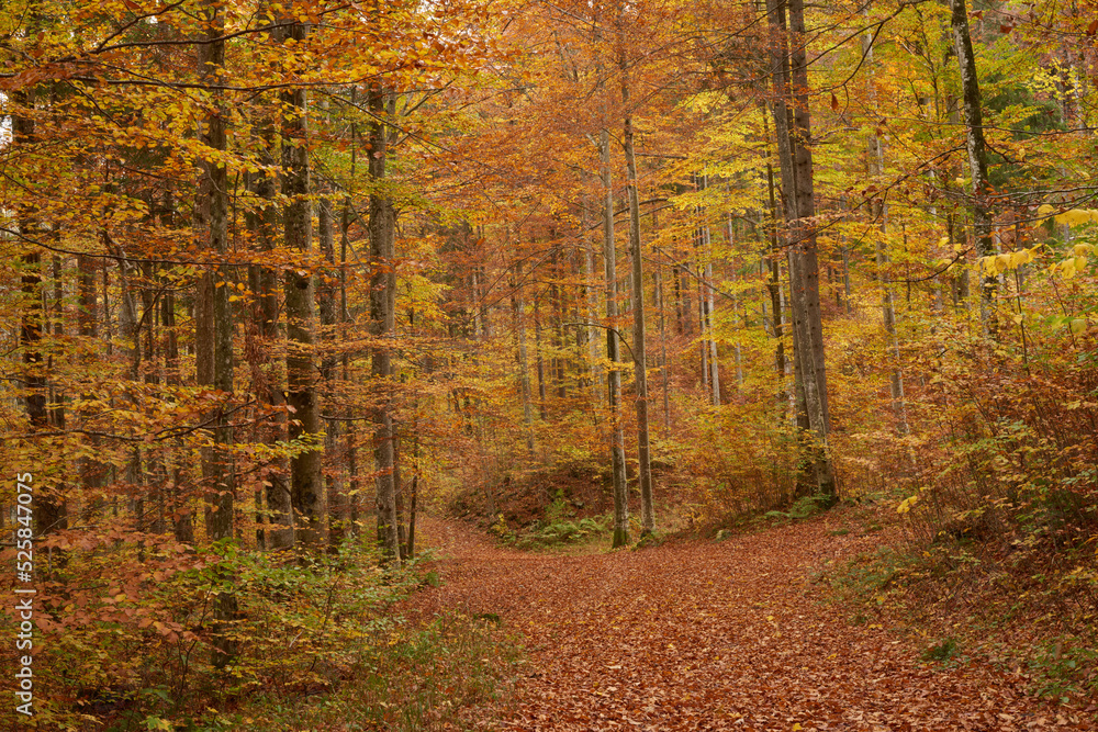 Obraz premium Autumn colours in the beech woods near Fussen, Bavaria, Southern Germany.
