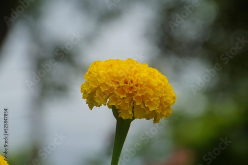Beautiful yellow marigolds on a tree with blurred background.