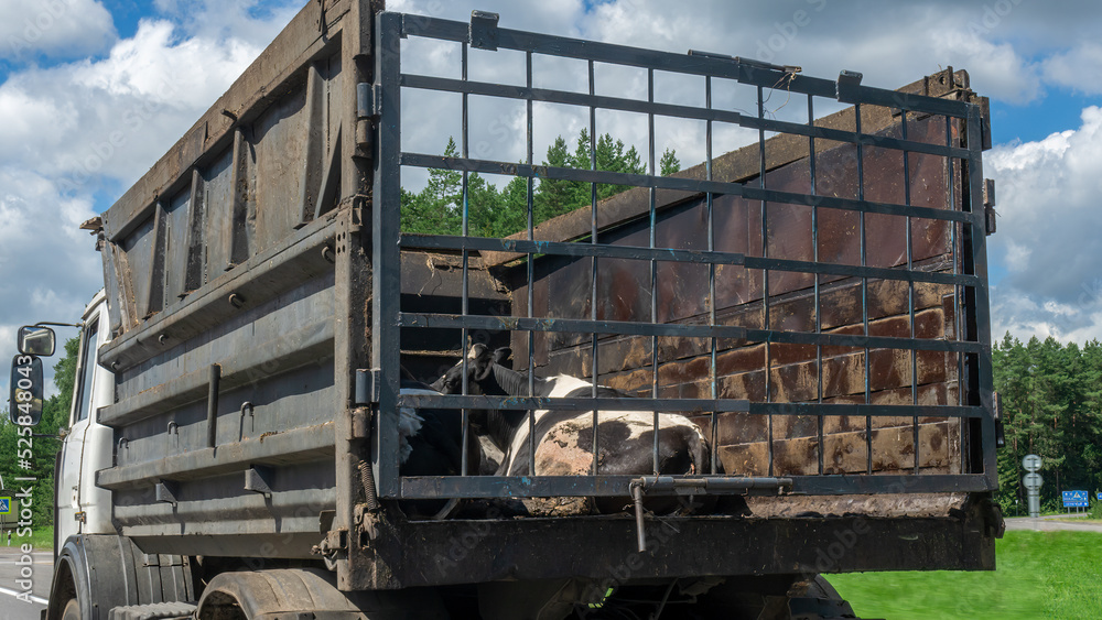 Transport of live animals in cattle truck. Livestock transport truck at