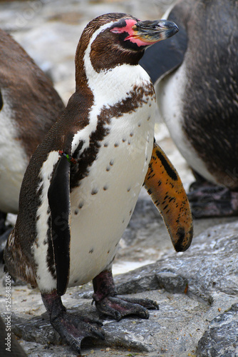 Penguin, sleeping photo