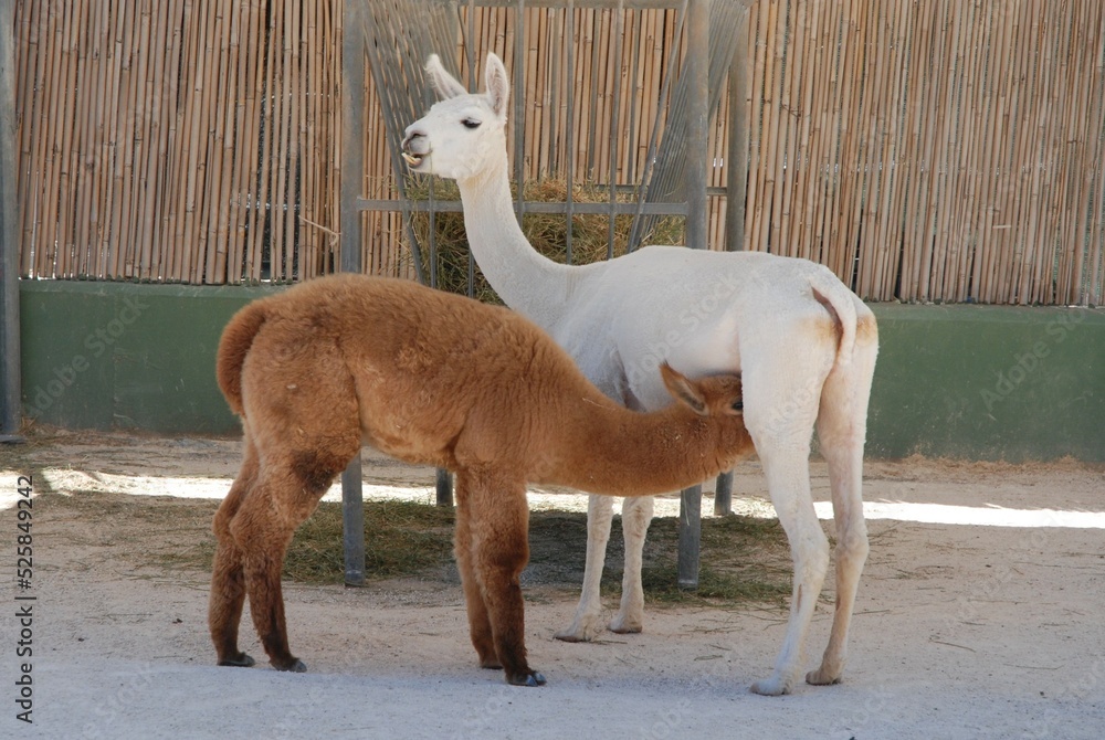 Fototapeta premium lama