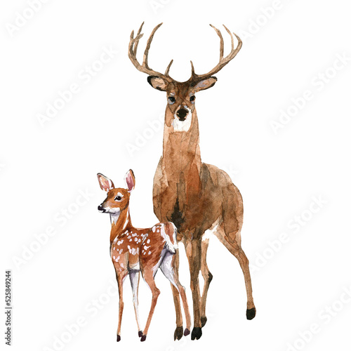 Beautiful stock illustration with hand drawn watercolor forest wild deer animal with baby. Clip art image.