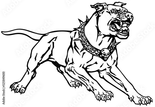 attacking dog wearing a spiked collar with a skull standing in an aggressive pose showing his teeth. Black and white isolated vector illustration 