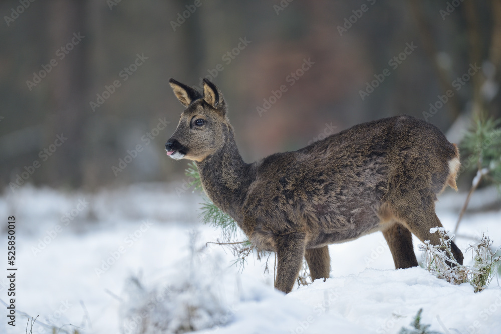 Roe deer female standing on forest meadow in snow and looking, winter, lower saxony, germany, (capreolus capreolus) Roe deer female standing on forest meadow in snow and looking, winter, lower saxony, germany, (capreolus capreolus)