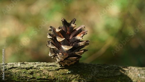 Cones in the forest on the ground
