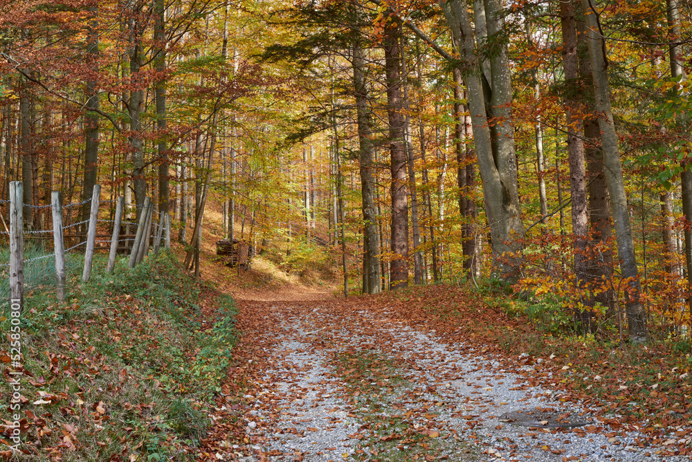 Autumn path and fall foliage near Fussen, Bavaria, Southern Germany.