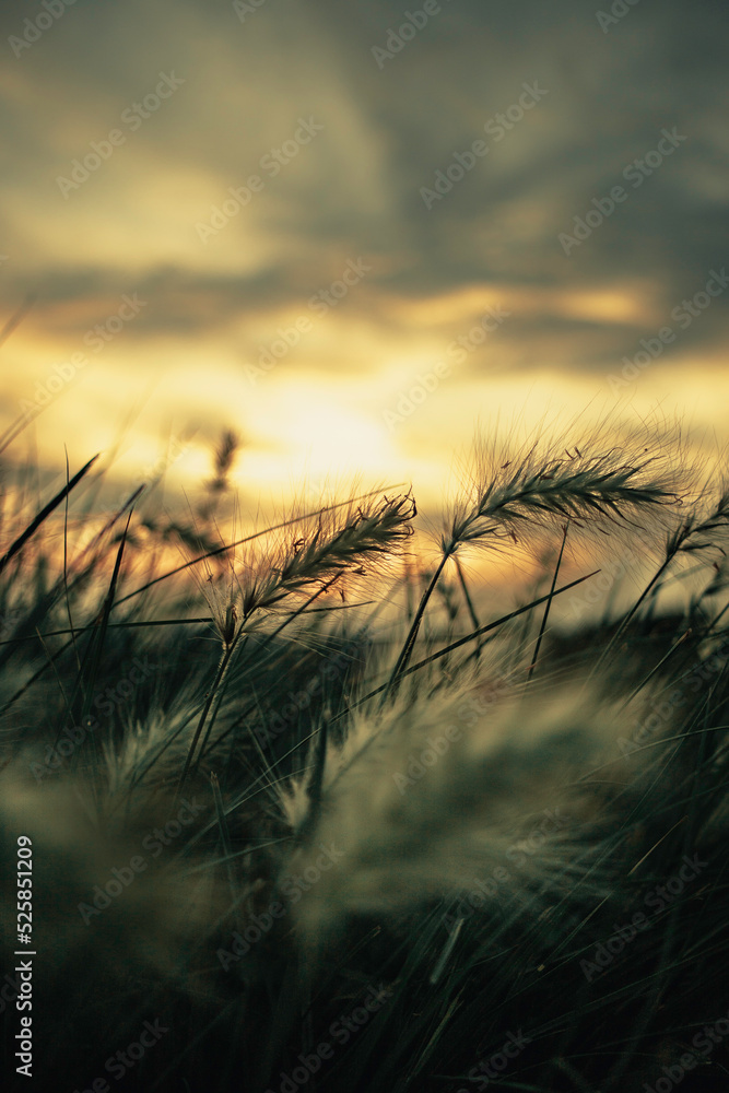 detalle de espigas de trigo al atardecer (puesta de sol) en el campo detalle de espigas de trigo al atardecer (puesta de sol) en el campo