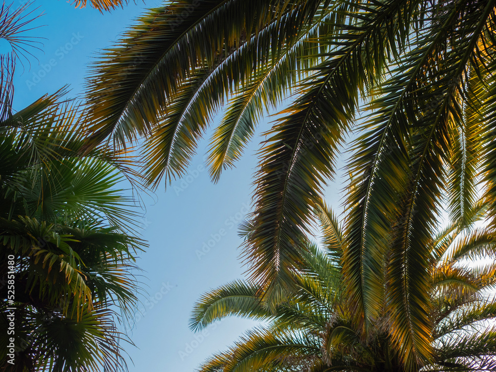 Frame of palm trees against the sky, free space in the center. Tropical landscape, island holidays