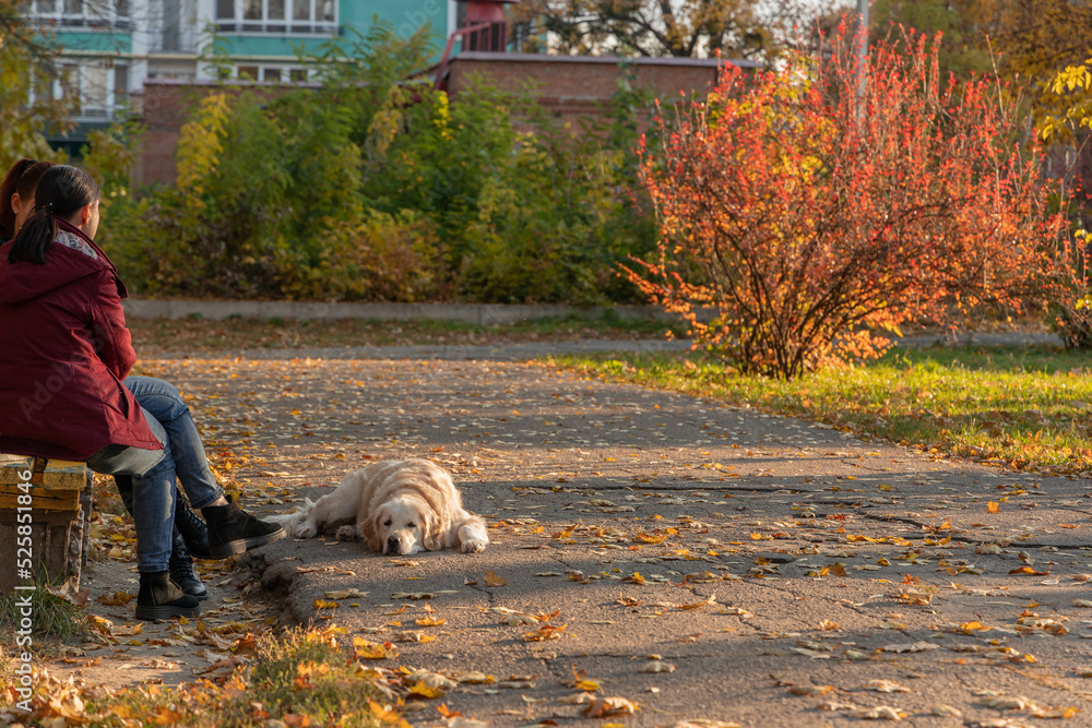 Two young female friends are talking to each other while sitting on bench in autumn park with Labrador dog. Scenes of city life in sunlight. Two young female friends are talking to each other while sitting on bench in autumn park with Labrador dog. Scenes of city life in sunlight.