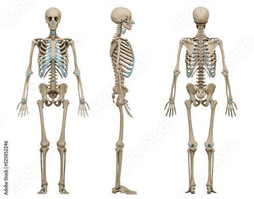 3d rendered medically accurate illustration of a human skeleton. 3D illustration.