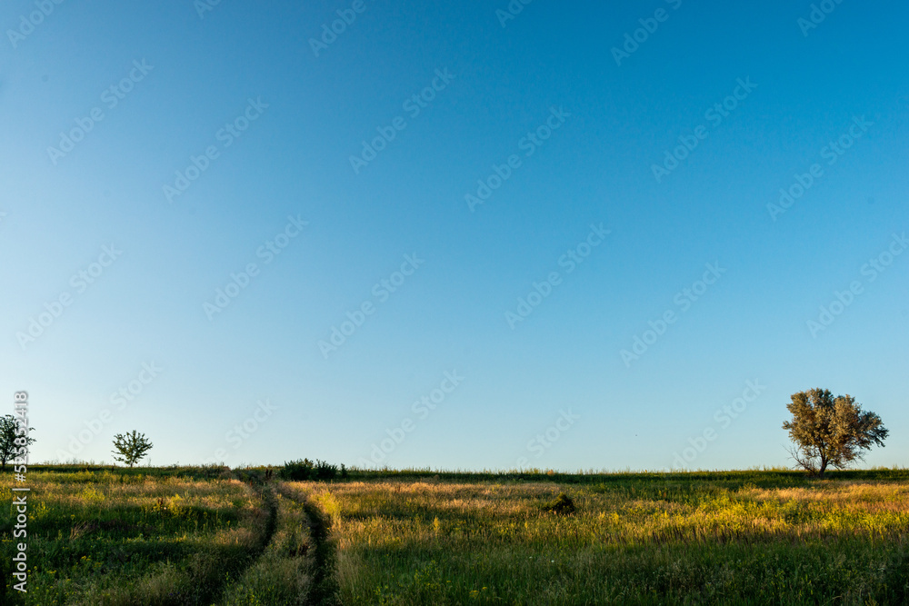Obraz premium Sunset in summer . Beautiful field and forest . Green forest , evening . Nature landscape . Blue sky over the field . Sky and nature . Landscape in the forest 